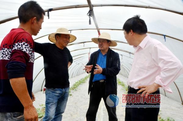 邵阳市农科院调研邵东县黑田铺镇西瓜种植工作(图1)