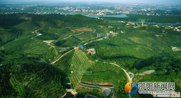 邵阳林业一季度"开门红"造林36万亩超额完成任务(图1)