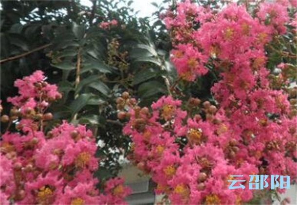 邵阳正积极打造“中国紫薇之都”，快来喝彩！(图4)