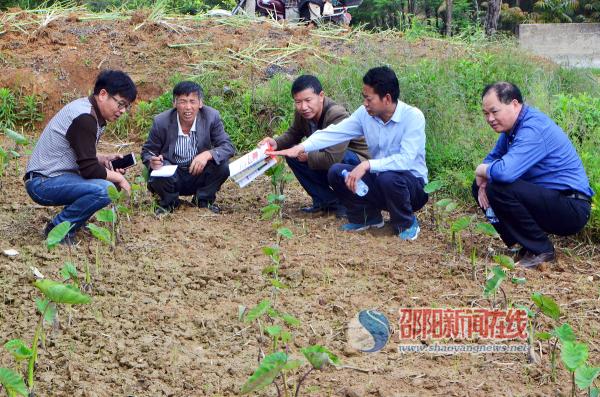 邵阳市知联会农业组深入贫困村传授香芋种植技术(图1)