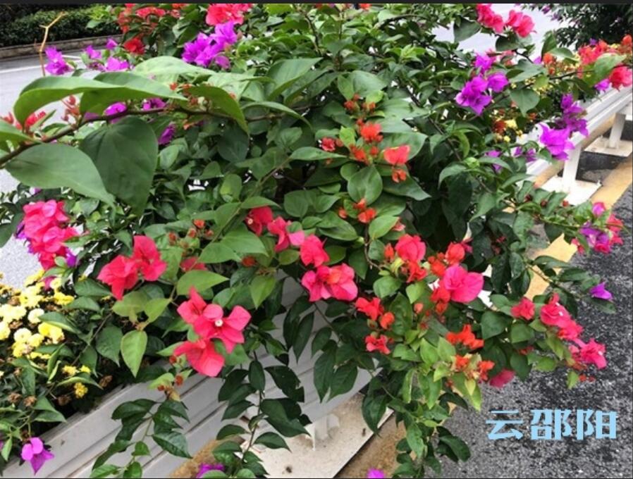 18万盆鲜花！这个国庆邵阳将被花“扮靓”(图2)