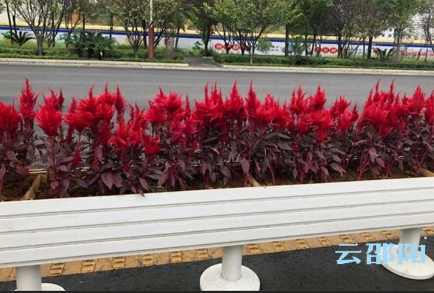 18万盆鲜花！这个国庆邵阳将被花“扮靓”(图3)