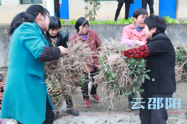 邵阳市林业局深山赠树苗情暖贫困村(图1)