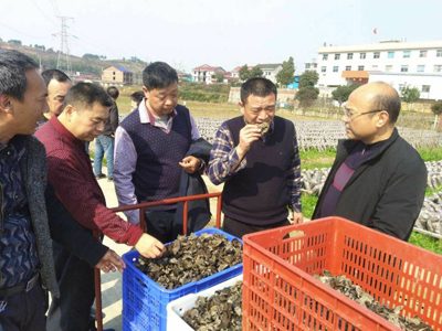 邵阳市推广黑木耳全日光露地栽培技术助力脱贫攻坚(图1)
