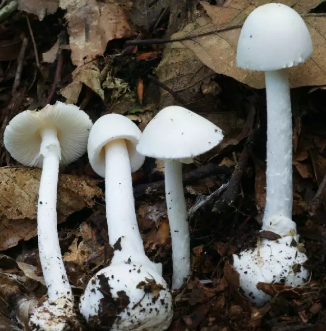 小心野蘑菇有毒!邵阳市紧急防控野生蘑菇和工业酒精中毒(图1)