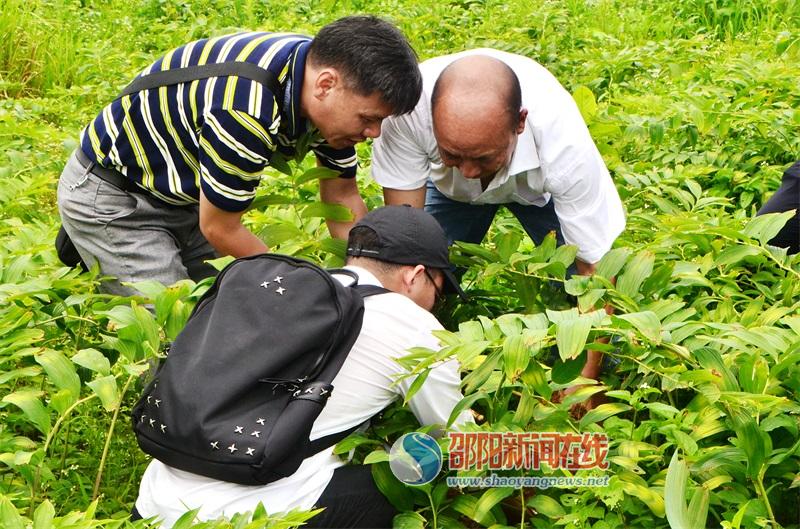 邵阳市农科院专家到邵东县黑田铺镇中药材基地调研(图2)