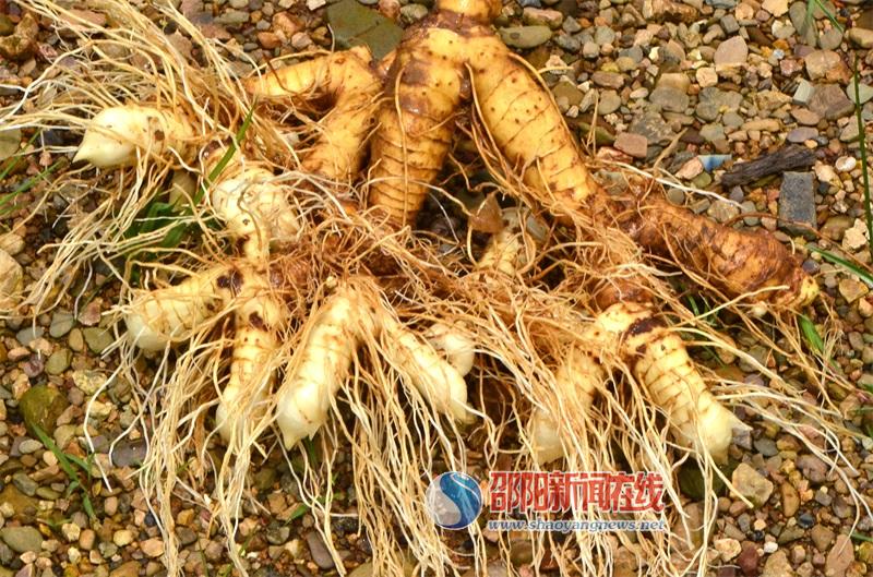 邵阳市农科院专家到邵东县黑田铺镇中药材基地调研(图3)
