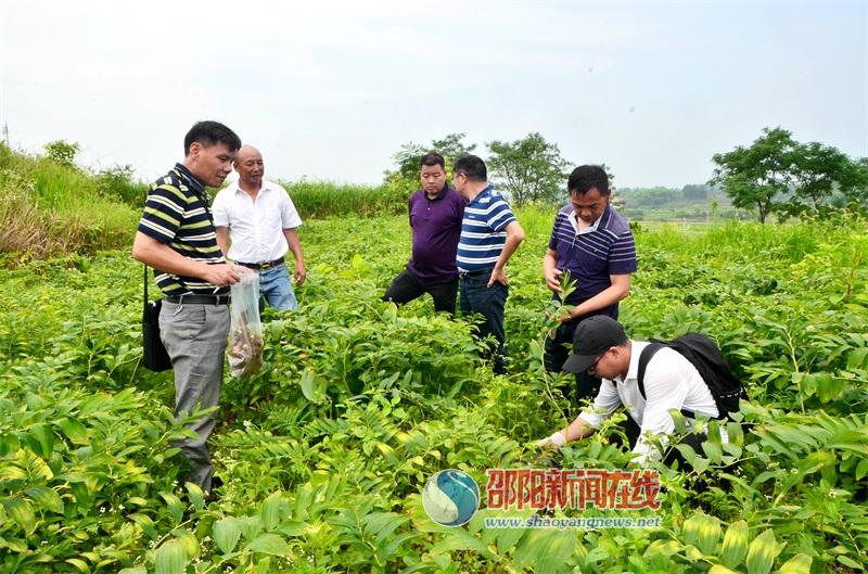 邵阳市农科院专家到邵东县黑田铺镇中药材基地调研(图1)