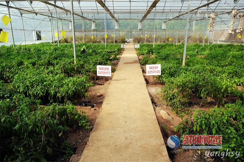 邵阳湘中试验站高品质辣椒两次测产亩产达1480公斤(图1)