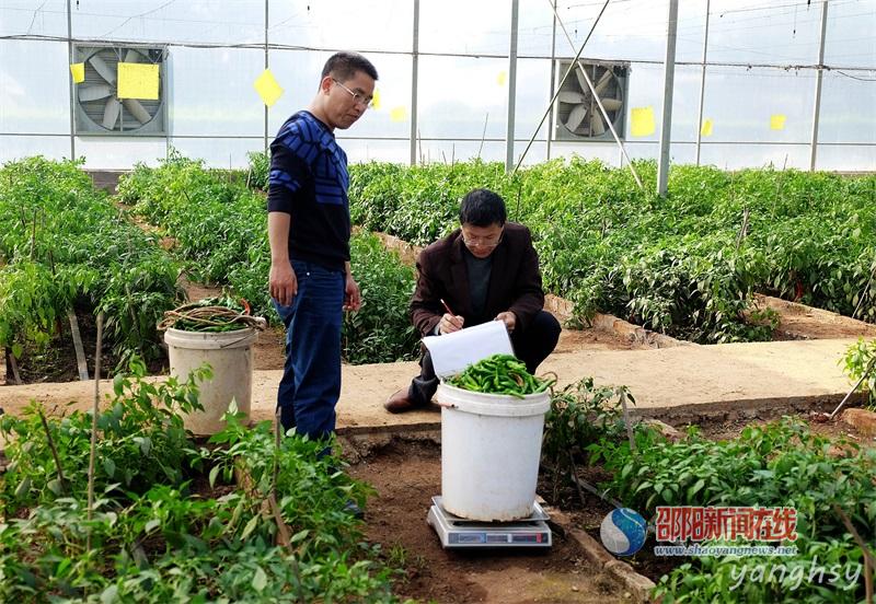 邵阳湘中试验站高品质辣椒两次测产亩产达1480公斤(图2)