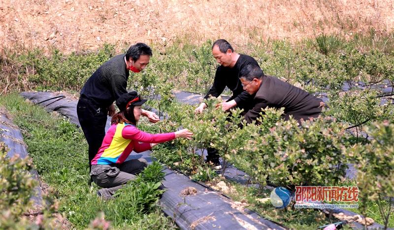 邵阳市农科院助力企业打造科普园和瓜观光走廊(图1)