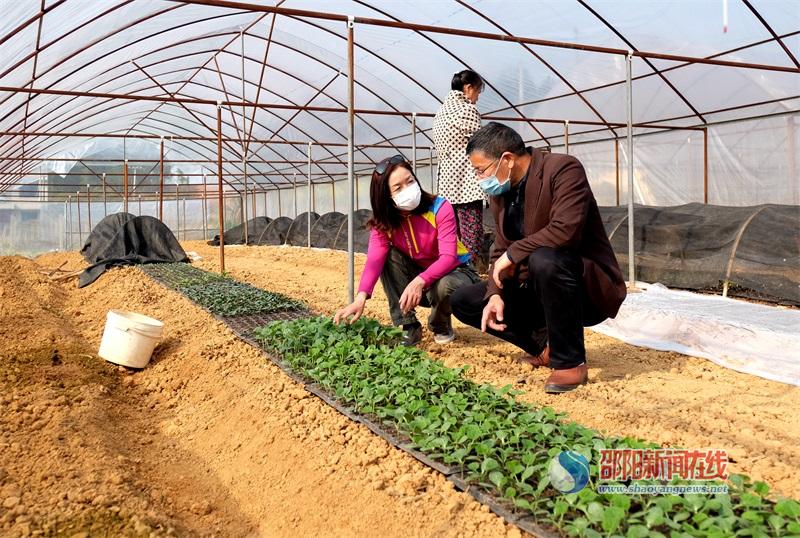 邵阳市农科院助力企业打造科普园和瓜观光走廊(图2)