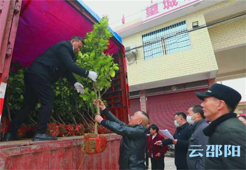 邵阳送180万株苗木下乡 助力国家森林城市创建(图1)