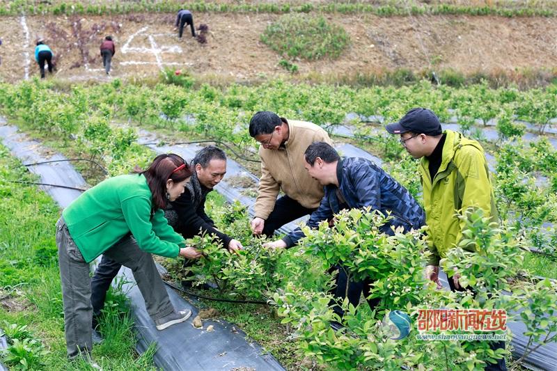 邵阳市农科院指导开展木薯引种培训(图1)