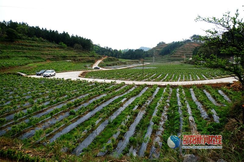 邵阳市农科院指导开展木薯引种培训(图3)