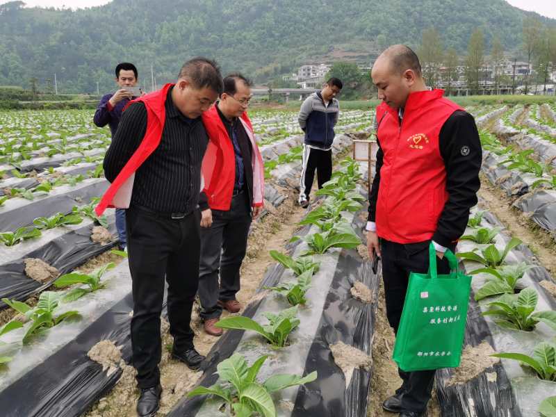 市农科院专家赴新宁调研指导烟草种植和茶叶加工(图2)