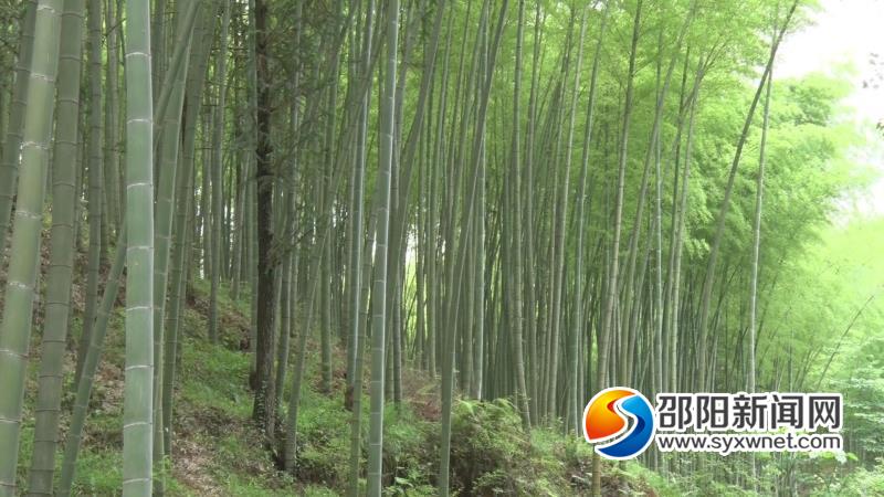 邵阳学院专家团队为绥宁楠竹产业发展“把脉问诊”(图3)