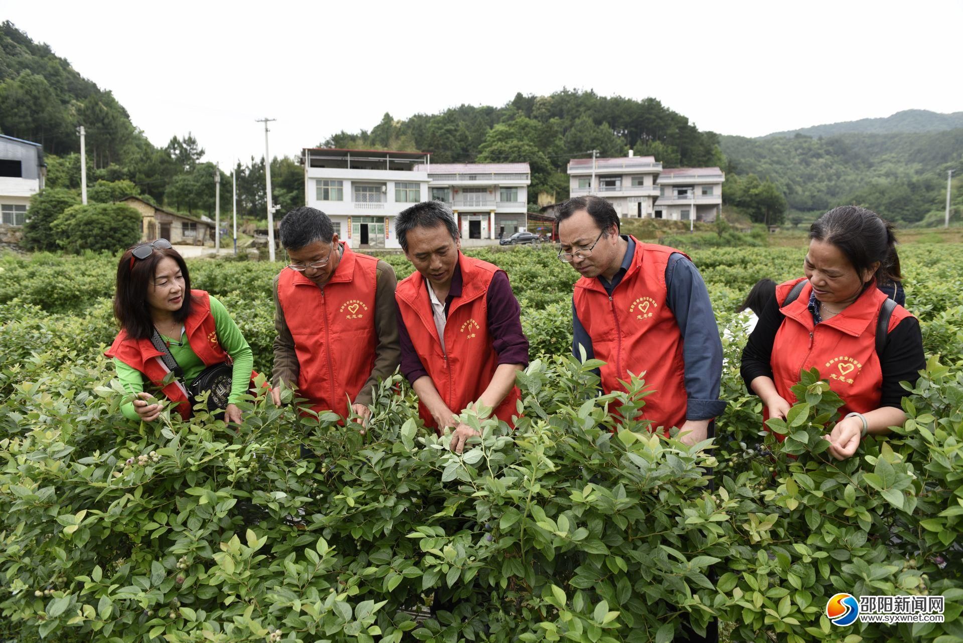 邵阳市农科院专家到玉辉农林蓝莓园基地进行技术指导(图1)