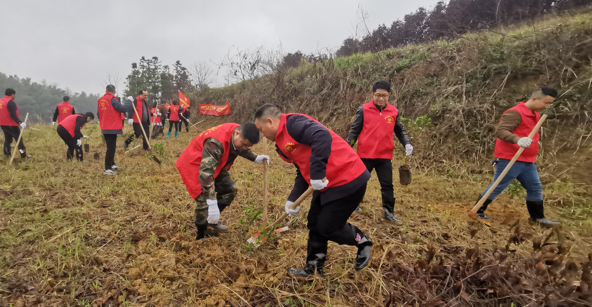 共绘民族团结绿 共结民族团结情——邵阳市医保局开展2023年义务植树活动(图2)