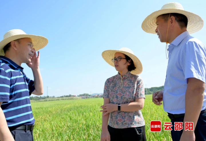 晏丽君到邵阳县调研粮食生产工作_邵商网