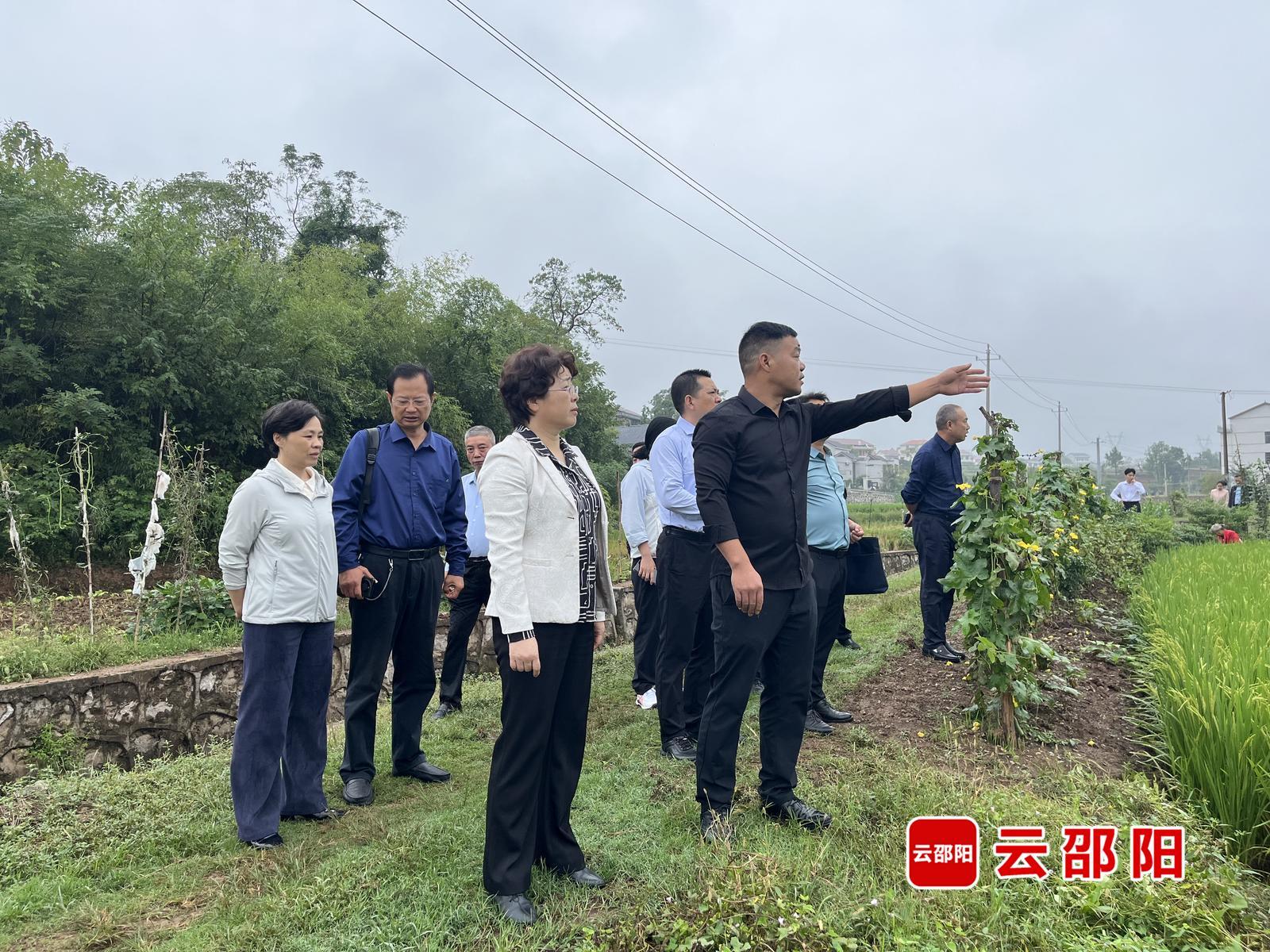 周迎春到北塔区沐三村调研乡村振兴工作(图1)